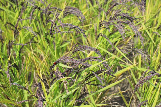 無農薬栽培の緑米