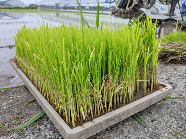 野田自然栽培米あきまさりの苗