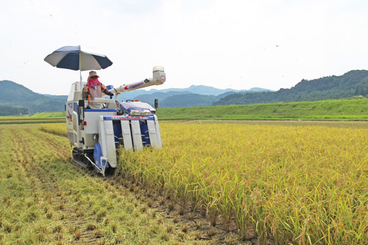 川﨑自然栽培米 収穫