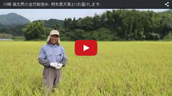 川﨑自然栽培米