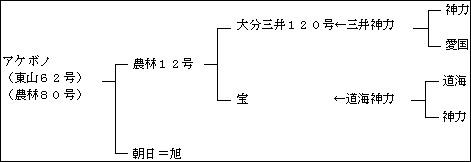 アケボノ系統図