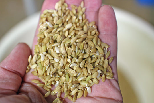 平田自然栽培米種籾
