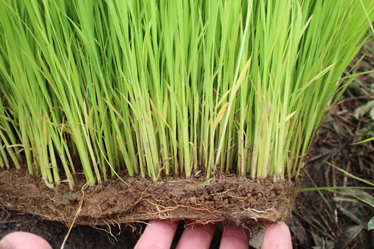 山野自然栽培米の苗