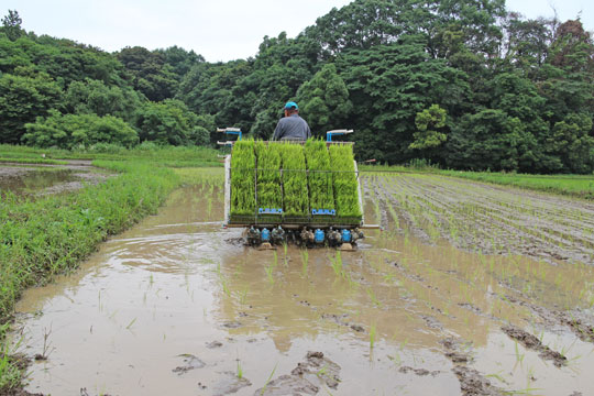 山野自然栽培米の田植え