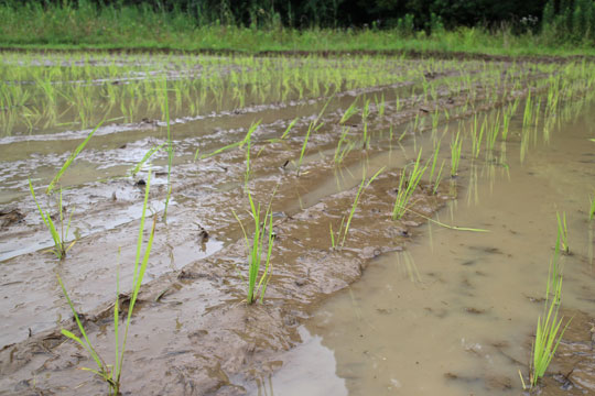 山野自然栽培米の田植え後
