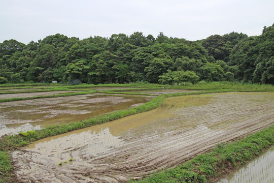 山野自然栽培米の風景