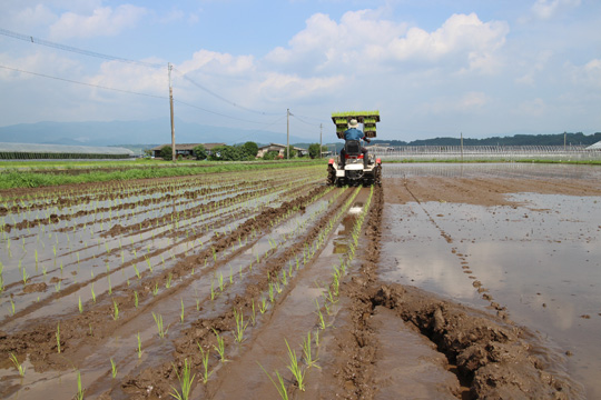 小池自然栽培米 田植え