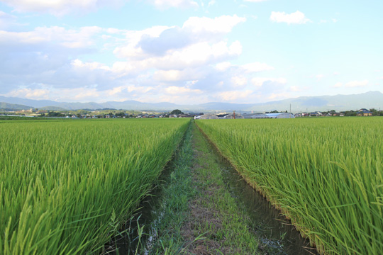平田自然栽培米比較