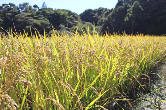 山野自然栽培米の稲