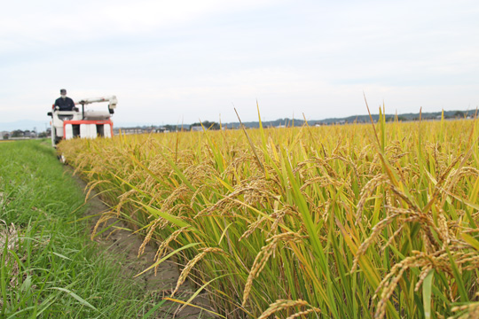 平田自然栽培米収穫