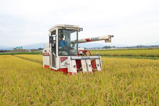 小池自然栽培米ヒノヒカリ収穫