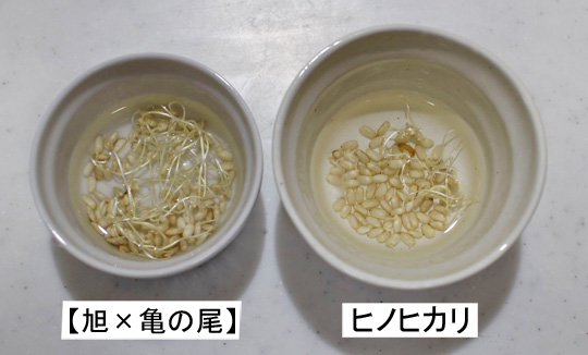 旭×亀の尾とヒノヒカリ発芽比較
