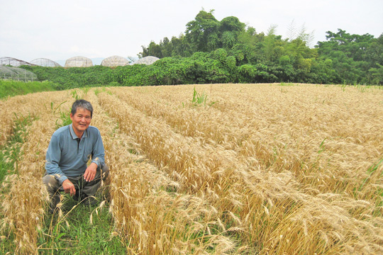 自然栽培小麦と冨田 親由