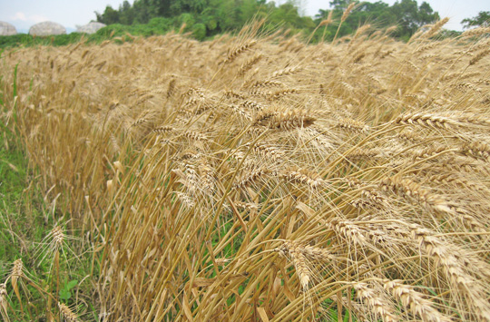 自然栽培小麦