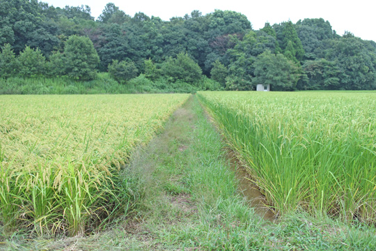 自然栽培米旭×亀の尾とヒノヒカリの稲立ち姿比較