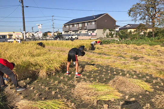 ブレスト自然栽培米収獲
