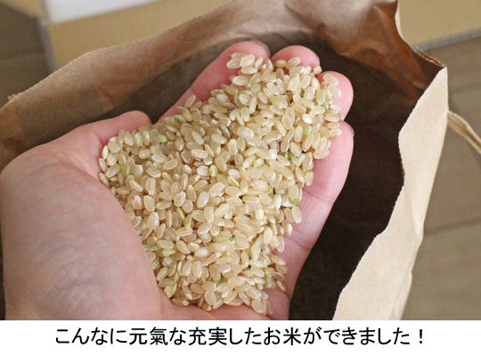 ブレスト自然栽培米の米粒