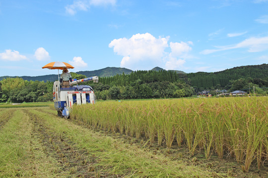 川﨑自然栽培米コシヒカリの収獲