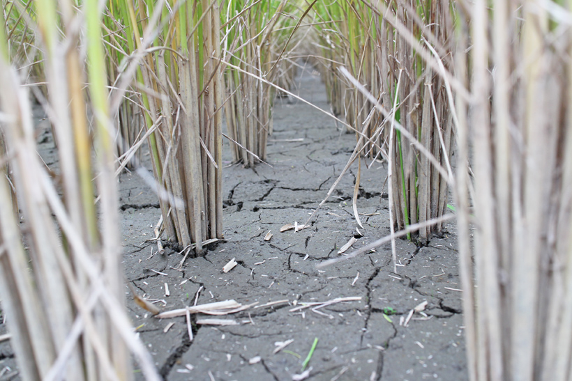 平田自然栽培米稲の水