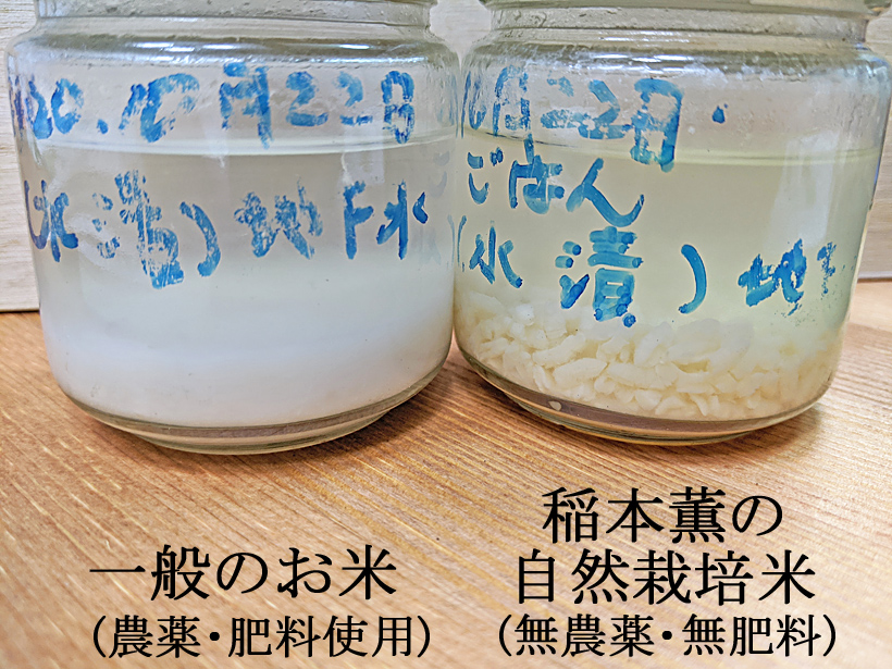 稲本自然栽培米と慣行栽培米の比較