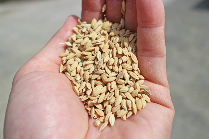 自然栽培米の種籾