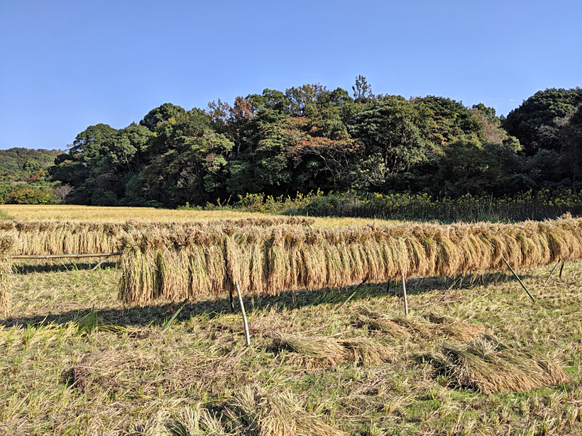 山野自然栽培米天日干し
