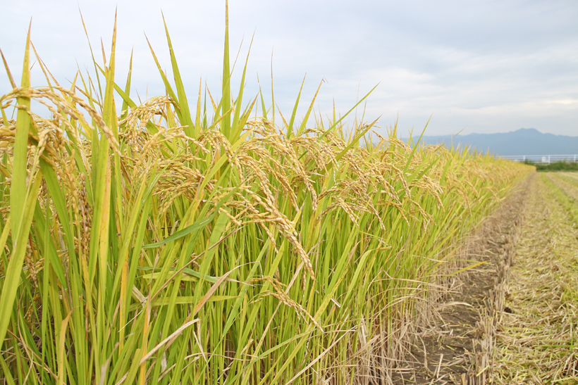 自然栽培稲の色