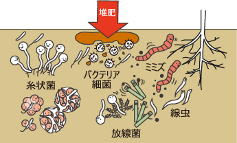 土壌微生物
