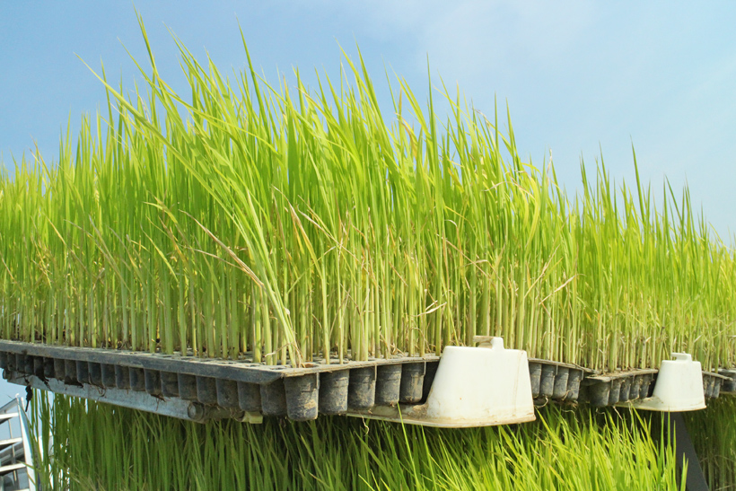 自然栽培米の苗