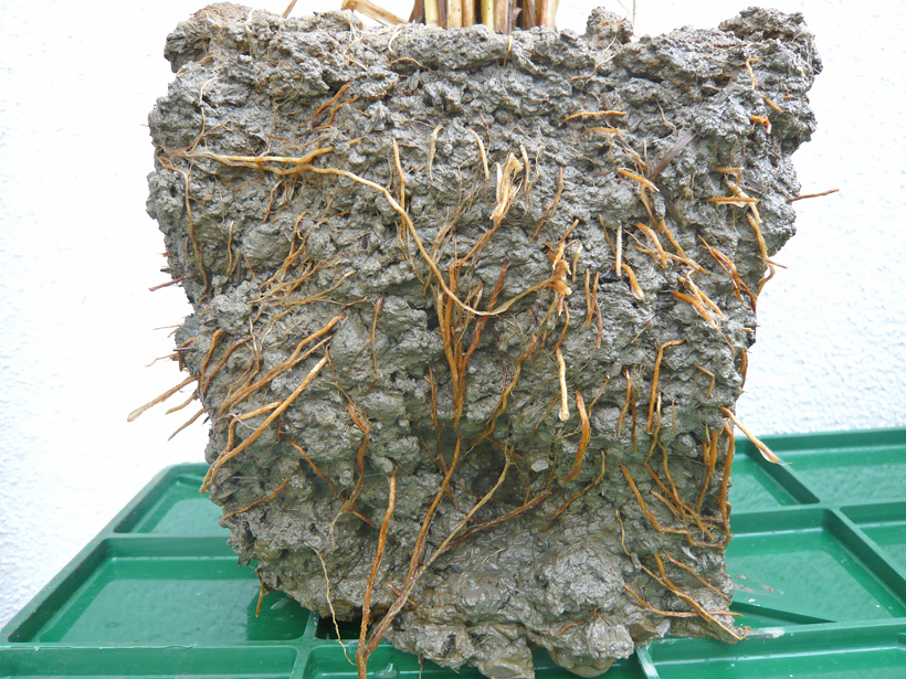 自然栽培米の根