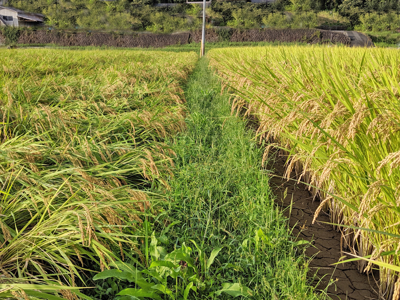 自然栽培米と慣行栽培米比較