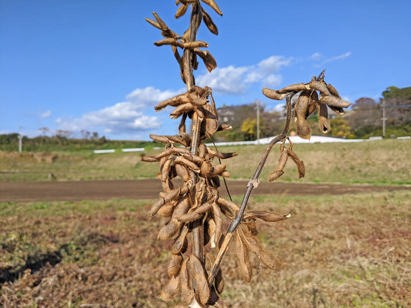 冨田自然栽培丹波の黒豆