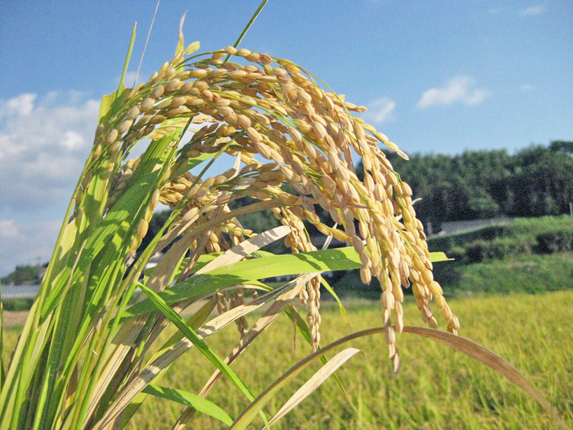 自然栽培米では自家採種は重要ポイント！
