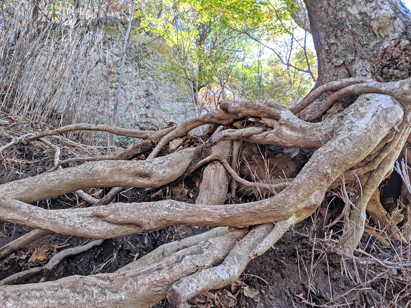 樹木の根