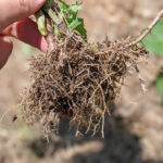 根の働き・役割から自然栽培米を考える