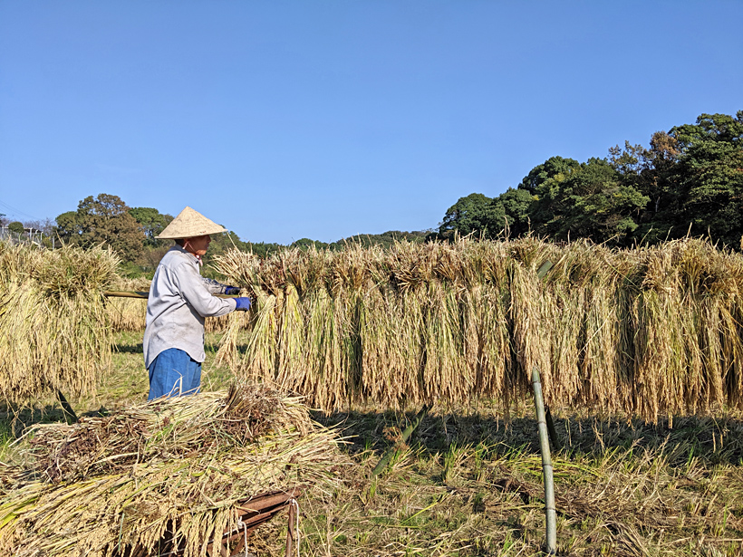 天日干し自然栽培米｜無農薬・無肥料で育てる達人のお米 | 達人の自然