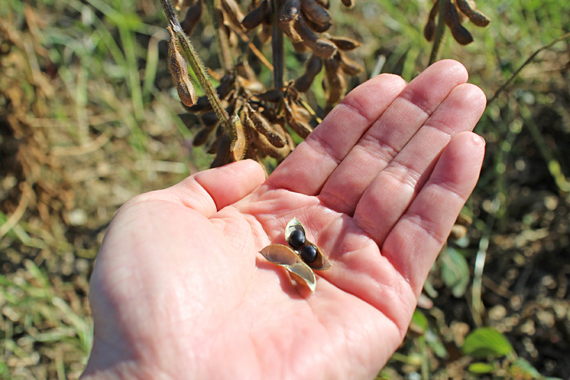 自然栽培黒千石大豆の畑の世界