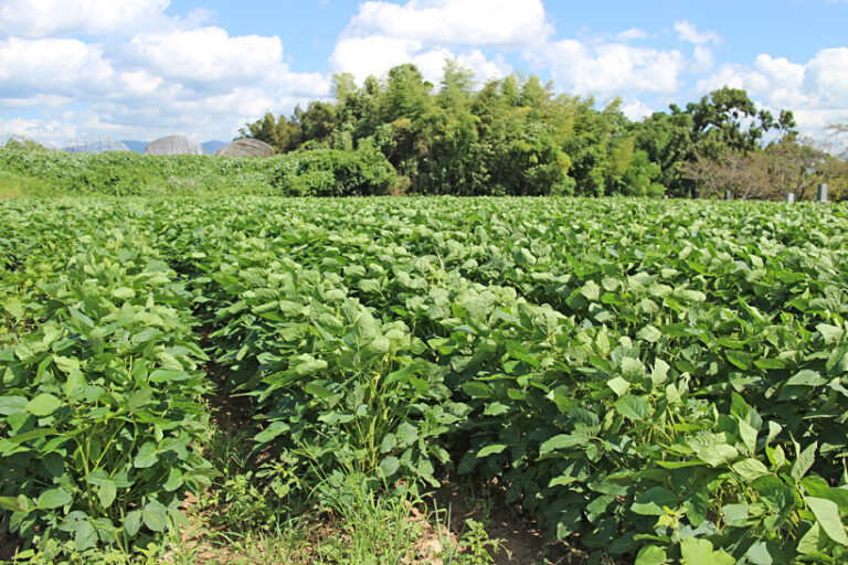 自然栽培黒千石大豆の畑の世界 達人の自然栽培米|10年以上無農薬の熟練農家のお米を産地直送 自然栽培黒千石大豆の畑の世界 達人の自然栽培米|10年以上無農薬の熟練農家のお米を産地直送