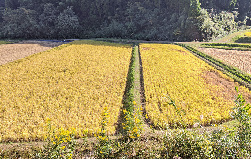 自然栽培米でのウンカ被害