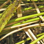 自然栽培米とウンカの被害