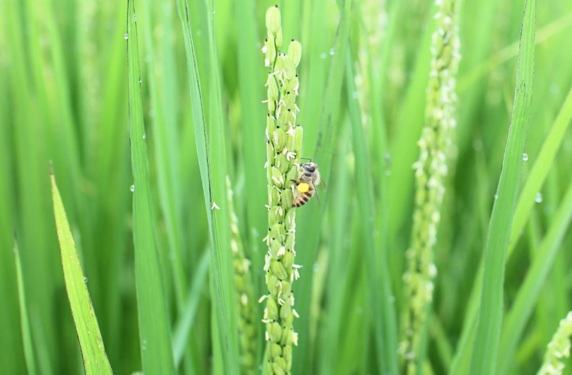 自然栽培米に蜂