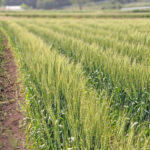 外国産小麦と国産小麦｜自然栽培小麦ナチュラルスタイル