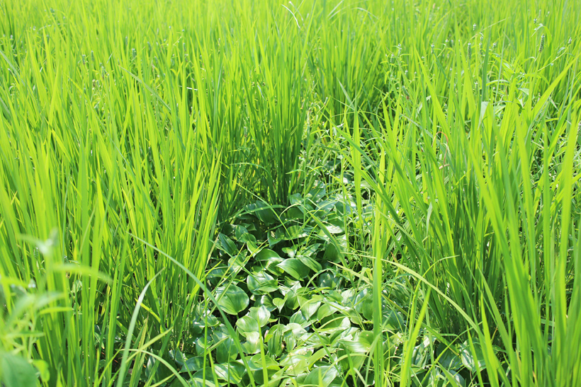 有害動物(ジャンボタニシ)の生態を逆手にとった草対策｜平田真佐光の自然栽培米