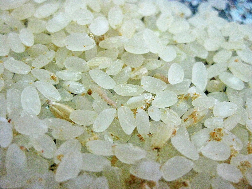 ノシメマダラメイガ