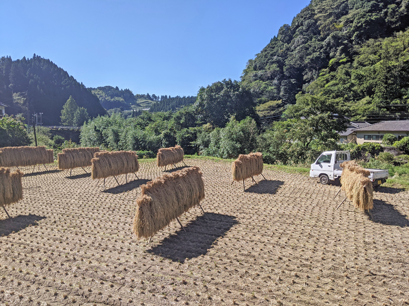 渡邉明人の自然栽培米天日干し風景