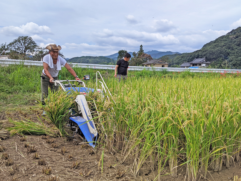 大柿自然栽培米の収穫