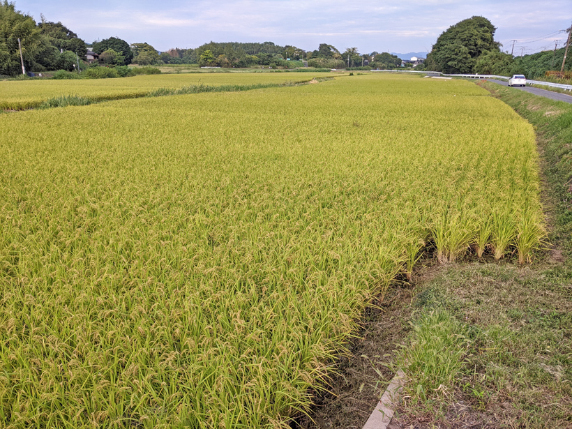 植田自然栽培米の田んぼ