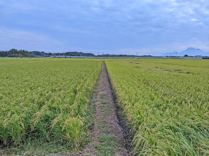 植田自然栽培米の田んぼ左側