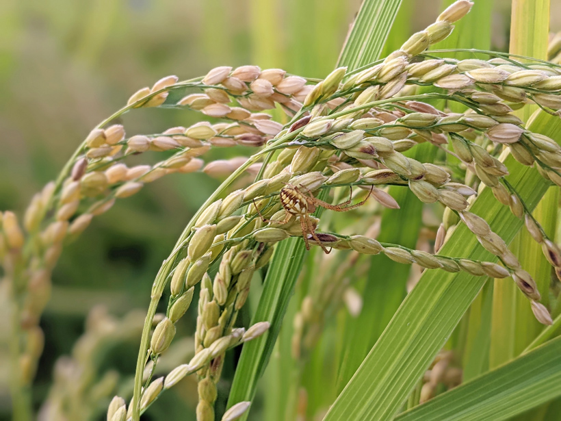 自然栽培米水田の生物
