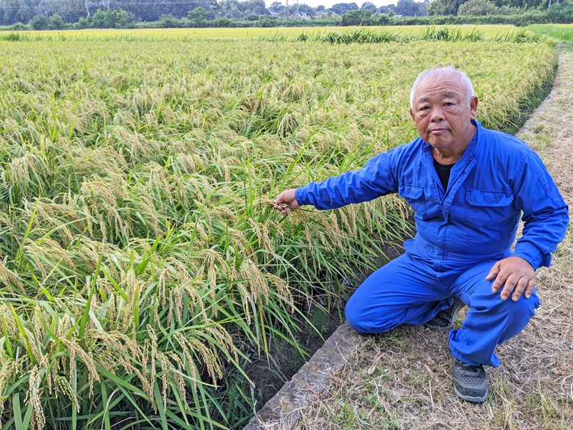 自然栽培米農家植田さんと稲